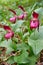 Venus`s Shoe large-flowered. A closeup of a blooming Lady. Redcatch is a wild Orchid that grows in cold climates