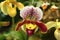 Venus slipper orchid