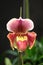 Venus slipper orchid