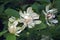 Venus sweetshrub flowers