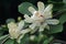 Venus sweetshrub flowers