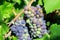 Veraison Pinot Gris Grape Vineyard