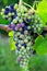 Veraison Syrah Shiraz Grape Vineyard