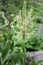 Veratrum californicum, California corn lily, California false hellebore