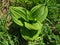 The veratrum viride or veratrum album plant