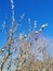 Verba branches. Willow twigs with buds.Blue sky