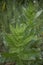 Verbascum blattaria close up