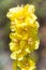 Verbascum densiflorum