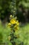 Verbascum densiflorum bright yellow denseflower in bloom, tall flowering herb medicinal plant