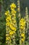 Verbascum densiflorum bright yellow denseflower in bloom, tall flowering herb medicinal plant