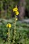 Verbascum densiflorum bright yellow denseflower in bloom, tall flowering herb medicinal plant