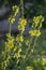 Verbascum densiflorum bright yellow denseflower in bloom, tall flowering herb medicinal plant