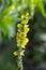 Verbascum densiflorum bright yellow denseflower in bloom, tall flowering herb medicinal plant