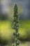 Verbascum densiflorum bright yellow denseflower in bloom, tall flowering herb medicinal plant