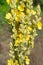 Verbascum densiflorum, denseflower mullein yellow flowers macro sellective focus