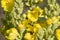 Verbascum densiflorum, denseflower mullein yellow flowers macro sellective focus