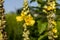 Verbascum densiflorum, denseflower mullein yellow flowers macro sellective focus