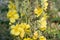 Verbascum densiflorum, denseflower mullein yellow flowers macro sellective focus
