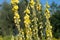 Verbascum densiflorum, denseflower mullein yellow flowers macro sellective focus