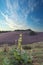 Verbascum densiflorum and flowering heather