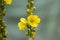 Verbascum densiflorum medicinal flowers in bloom, high yellow flowering plant