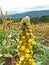 Verbascum densiflorum from Scrophulariaceae with a bee on the top