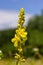 Verbascum densiflorum the well-known dense-flowered mullein