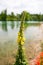 Verbascum in front of lake