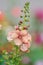 Verbascum Jackie