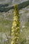 Verbascum lychnitis flower at Terminillo mountain range, Italy
