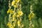 Verbascum lychnitis, mullein, velvet plant yellow flowers