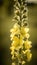 Verbascum lychnitis, the white mullein