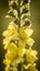Verbascum lychnitis, the white mullein