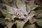 Verbascum - mullein plant in autumn