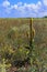 Verbascum (mullein) steppe plant with yellow flowers in the Crimean steppe