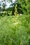 Verbascum, mullein tall flower with yellow flowers at organic garden. during flowering. Medicinal plant used in traditional