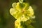 Verbascum, mullein yellow flowers closeup selective focus