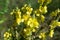 Verbascum, mullein yellow flowers closeup selective focus