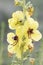 Verbascum nevadense mullein medium-sized plant with large light yellow flowers with purple hairy stamens on defocused green