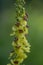 Verbascum nigrum black dark mullein wild flowering biennial herb with small yellow and purple flowers in bloom