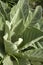 Verbascum nigrum or dark mullein leaves in sunshine