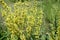 Verbascum nigrum with yellow flowers