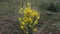 Verbascum plant, yellow flowering medicinal plant Verbascum, cattle tail plant