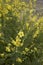 Verbascum sinuatum yellow blossom