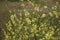 Verbascum sinuatum yellow blossom