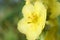 Verbascum thapsus or Bear`s ear - a plant in the form of a candle with large yellow flowers