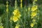 Verbascum thapsus or Bear`s ear - a plant in the form of a candle with large yellow flowers