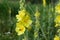 Verbascum thapsus or Bear`s ear - a plant in the form of a candle with large yellow flowers