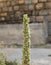 Verbascum thapsus seeds in dried flowers. Larriba  La Rioja.