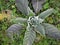 Verbascum thapsus silver leaves